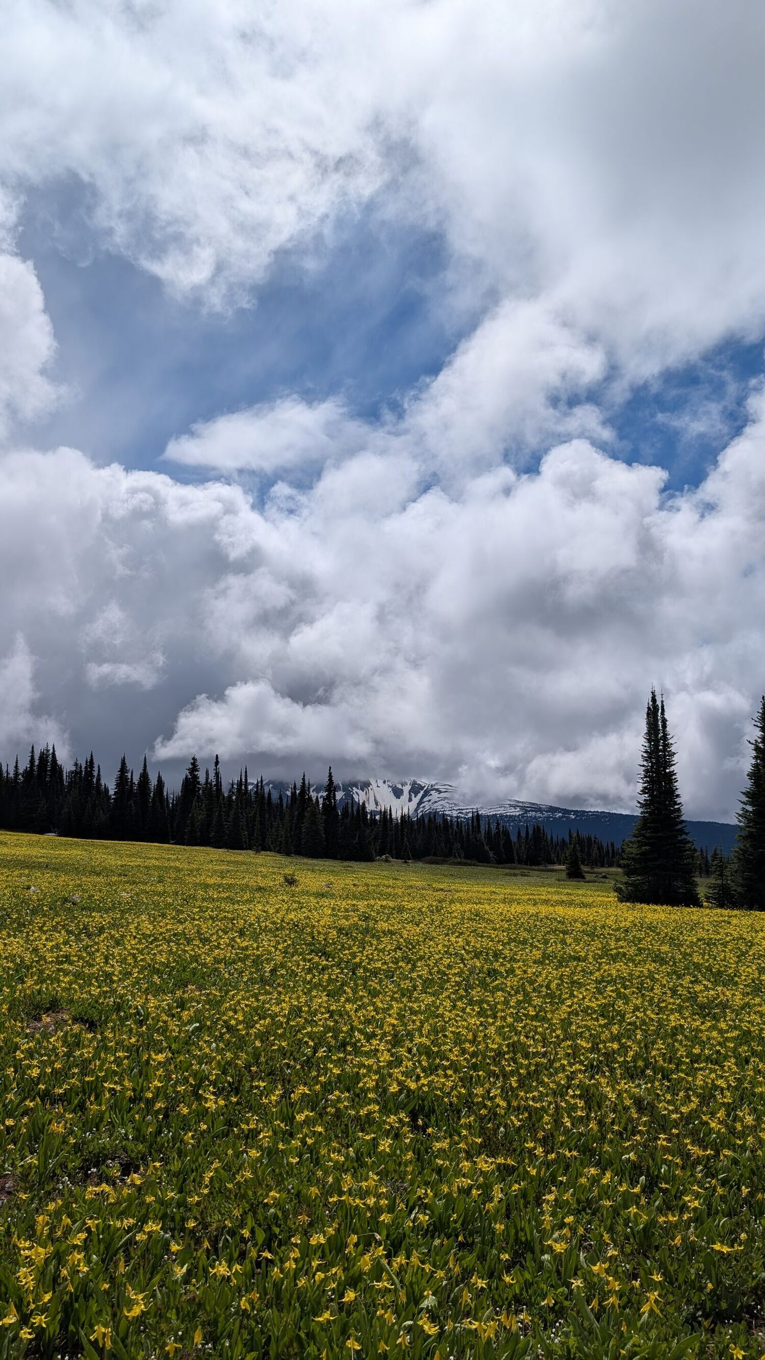 Landscape relevant to Landowners & natural-resource managers.