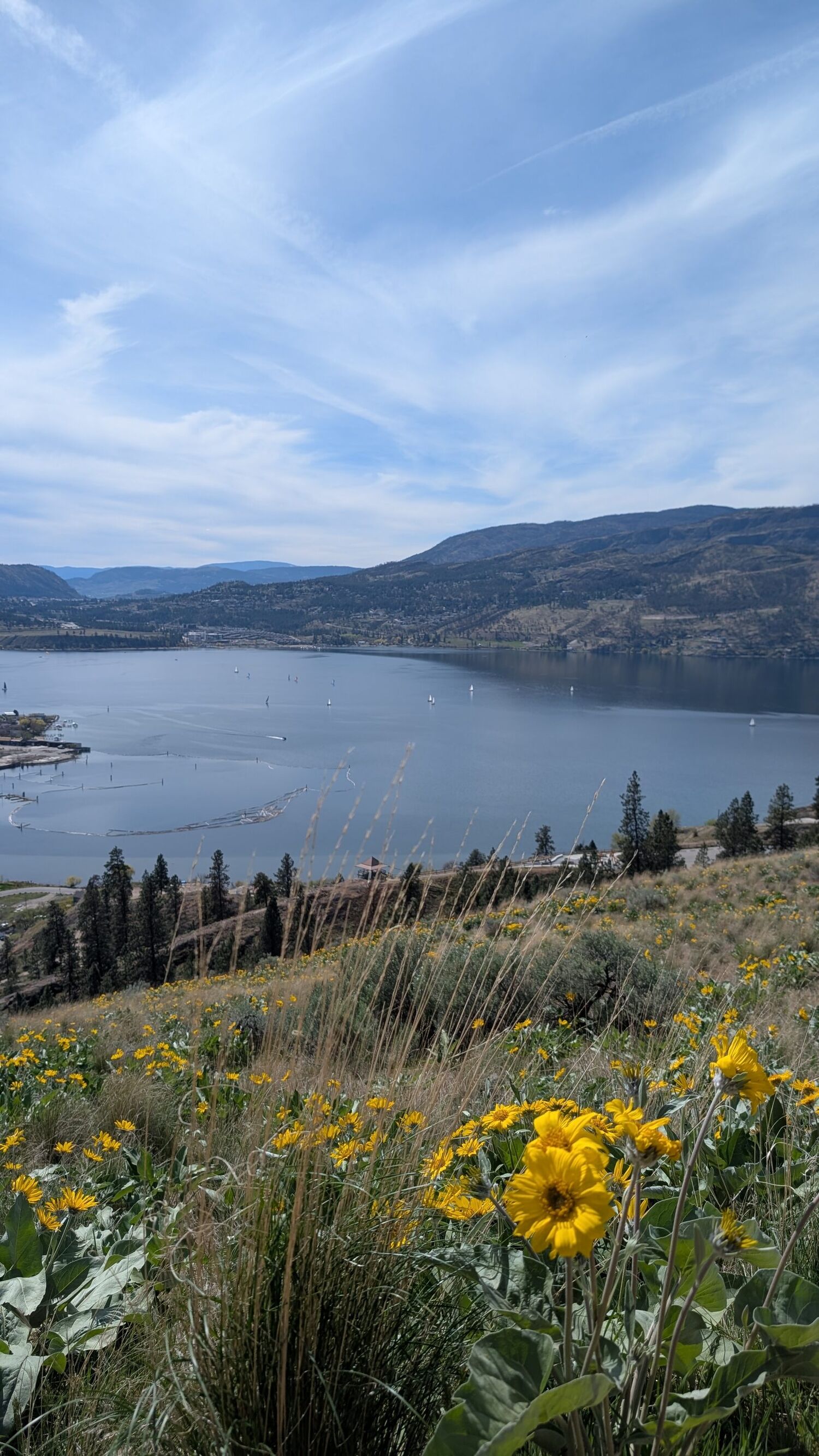 Aerial view of a lakeside landscape where urban areas, forest, and water meet.
